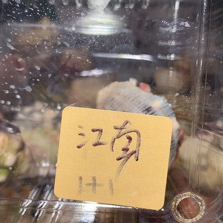 江南专拍奔跑的寄居蟹