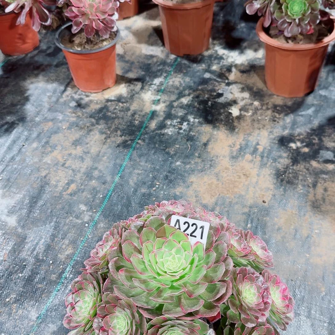 万花筒多肉法师221