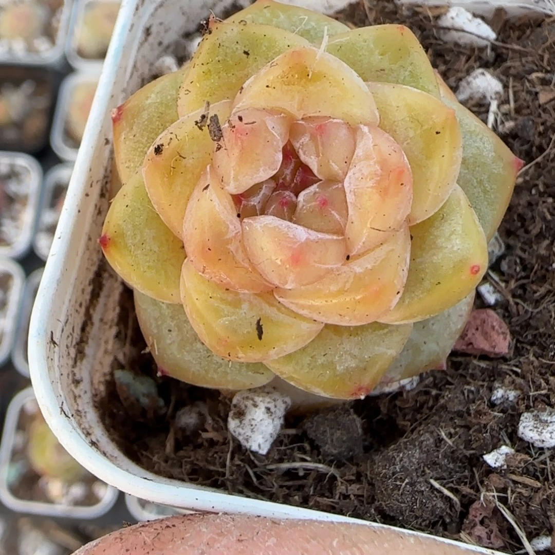 多肉小卡拉米糖心一物一拍