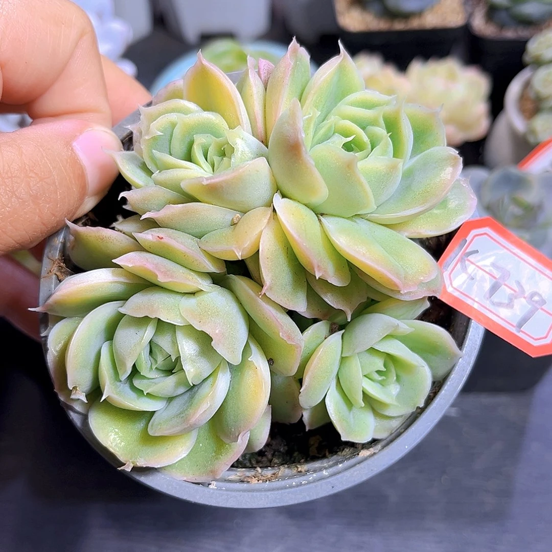 K739 虾饺群 满18包邮