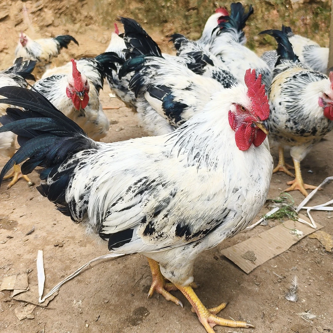 农家散养土鸡成年稻花公鸡两只装