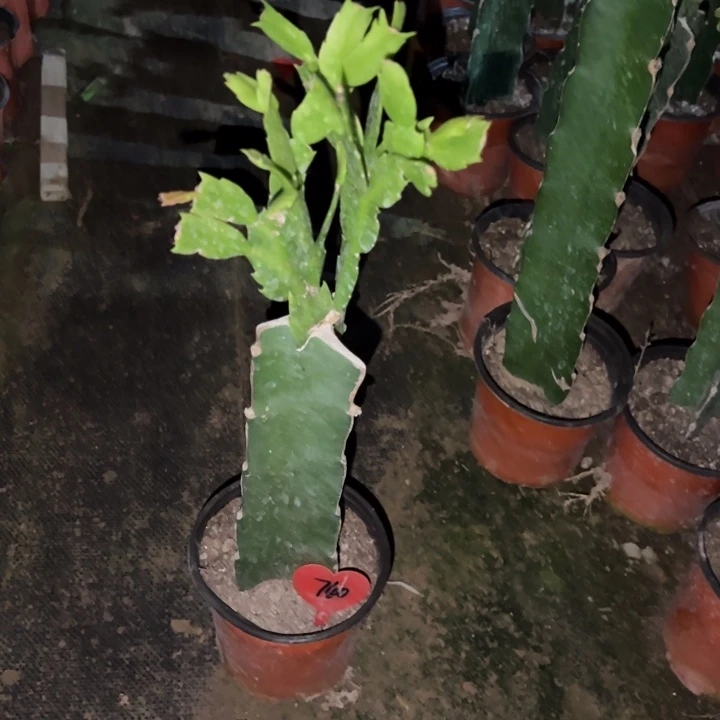 光***者当前无花栽培后可以开花雅丝740