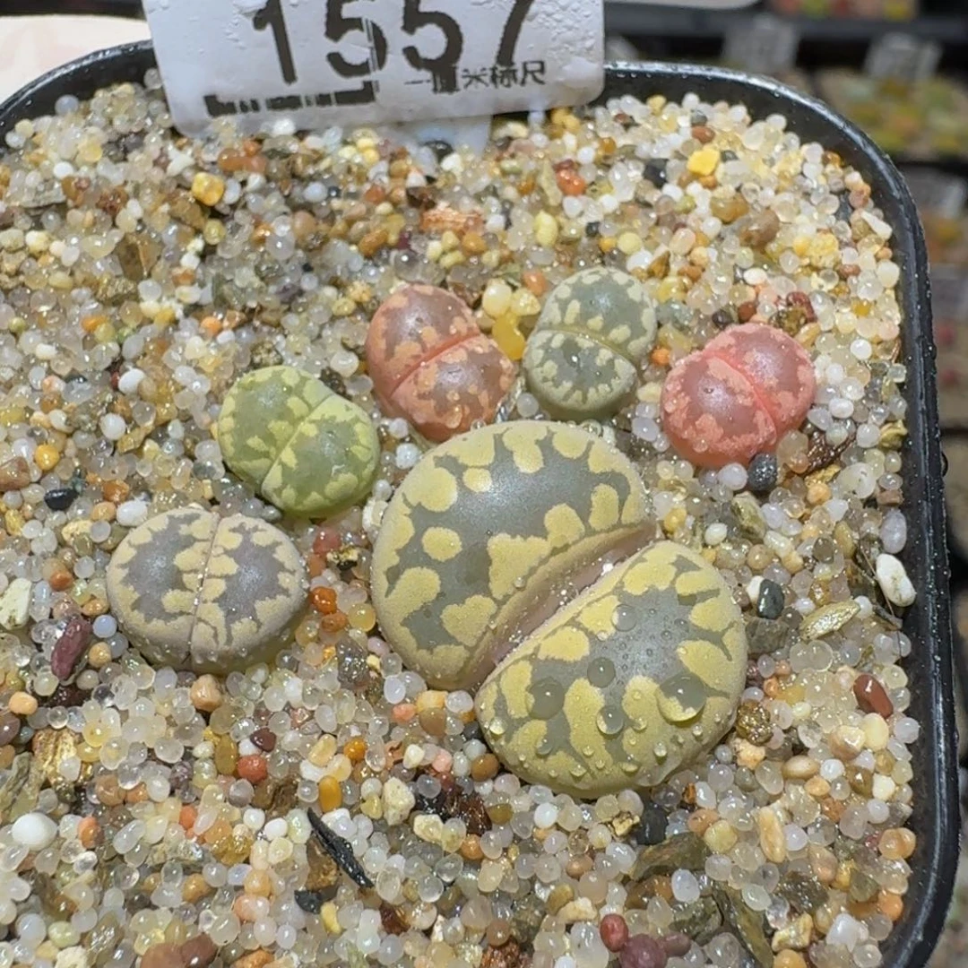 Ssss精品生石花1557