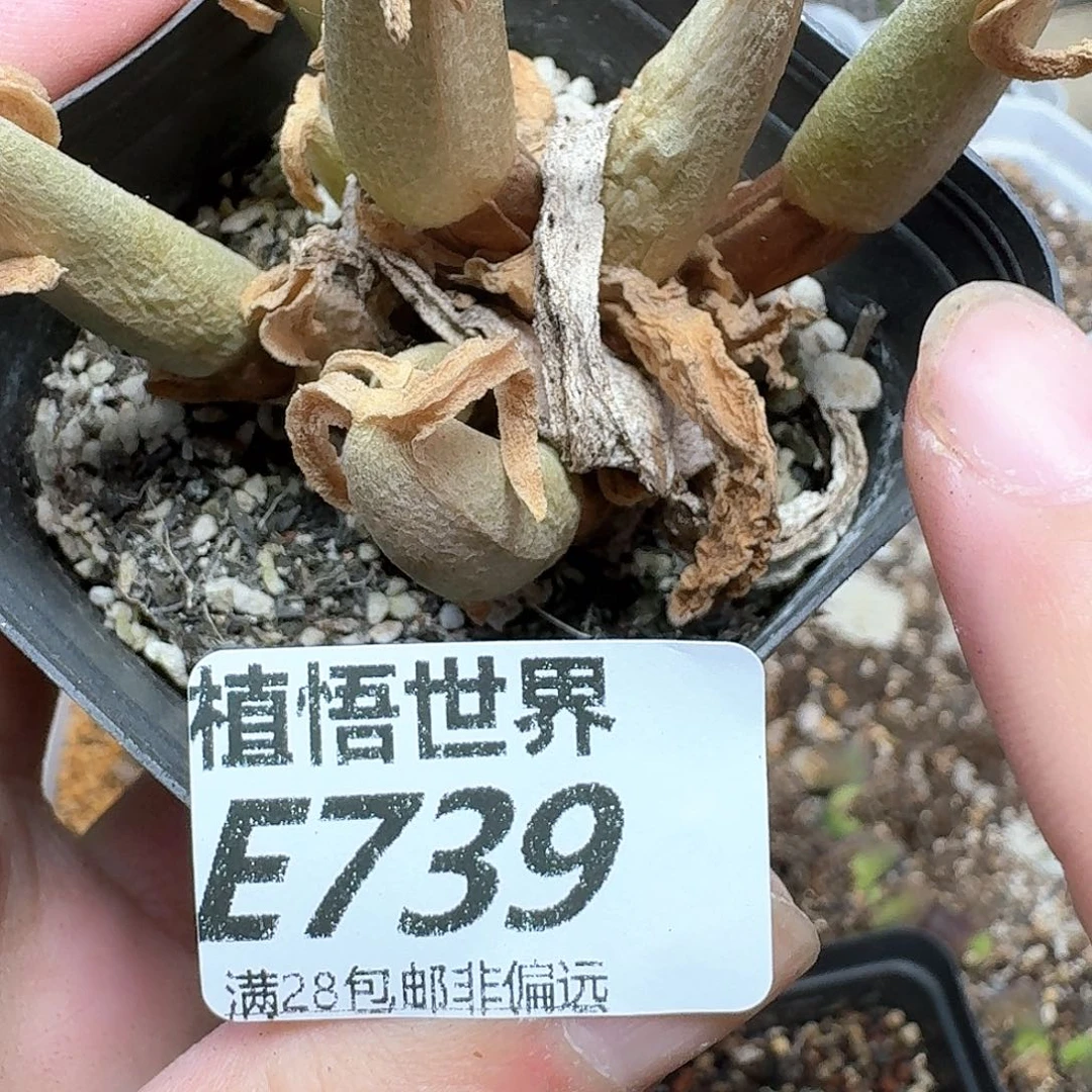 多肉植物肉动作分钟