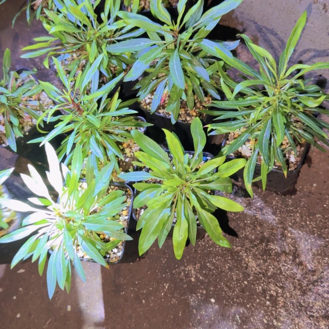 块根植物块根植物
