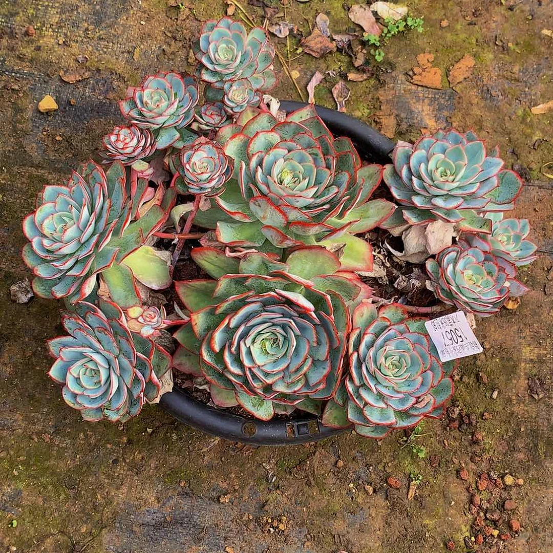 左***岸    牡丹亭多肉15057