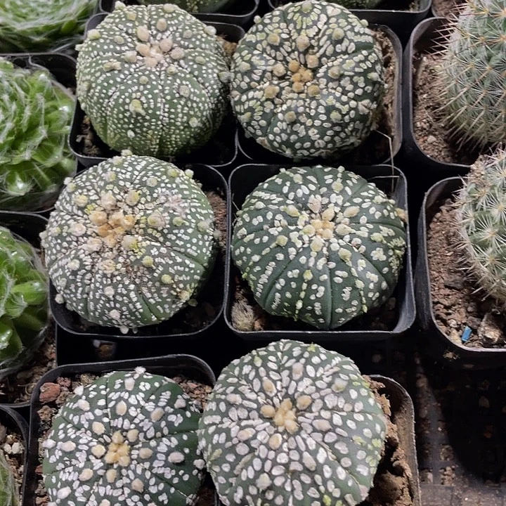 超兜4.8带盆土发货