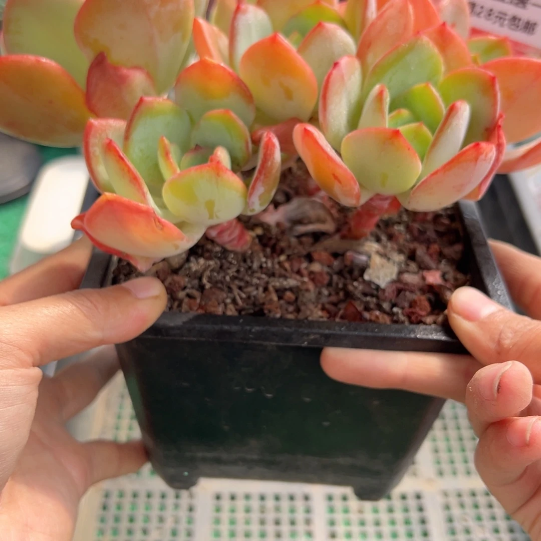 表妹精品多肉植物411.