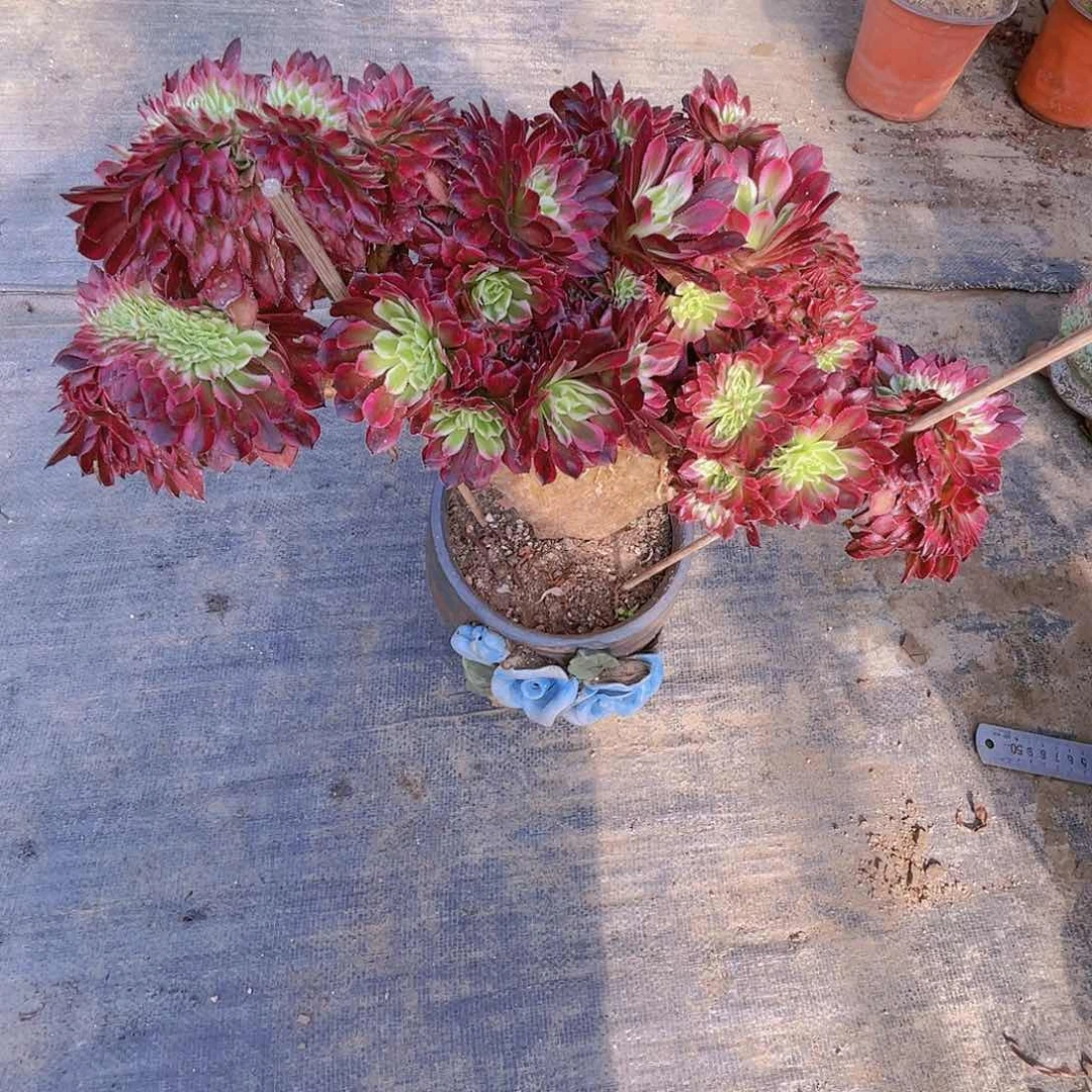 【闪购商品】无花朵红铜壶超白