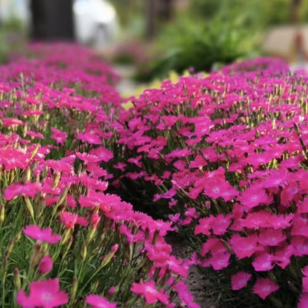 【欧石竹】会开花的草坪300天花期四季开花花园庭院地栽盆栽耐寒