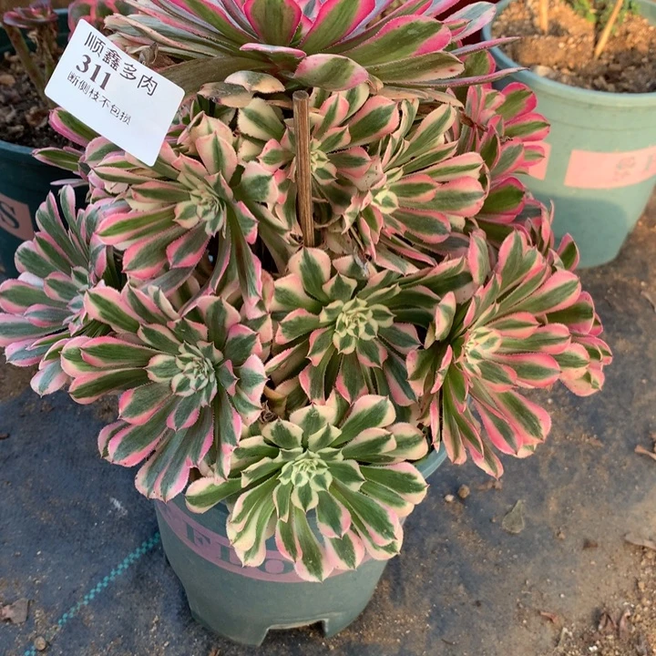 311粉铜多肉植物特价