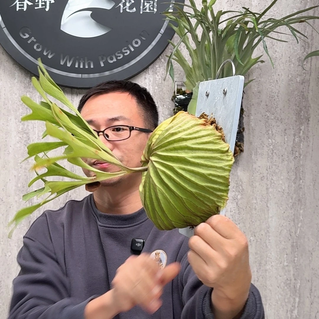 不开花植物亚猴鹿角蕨春野花园