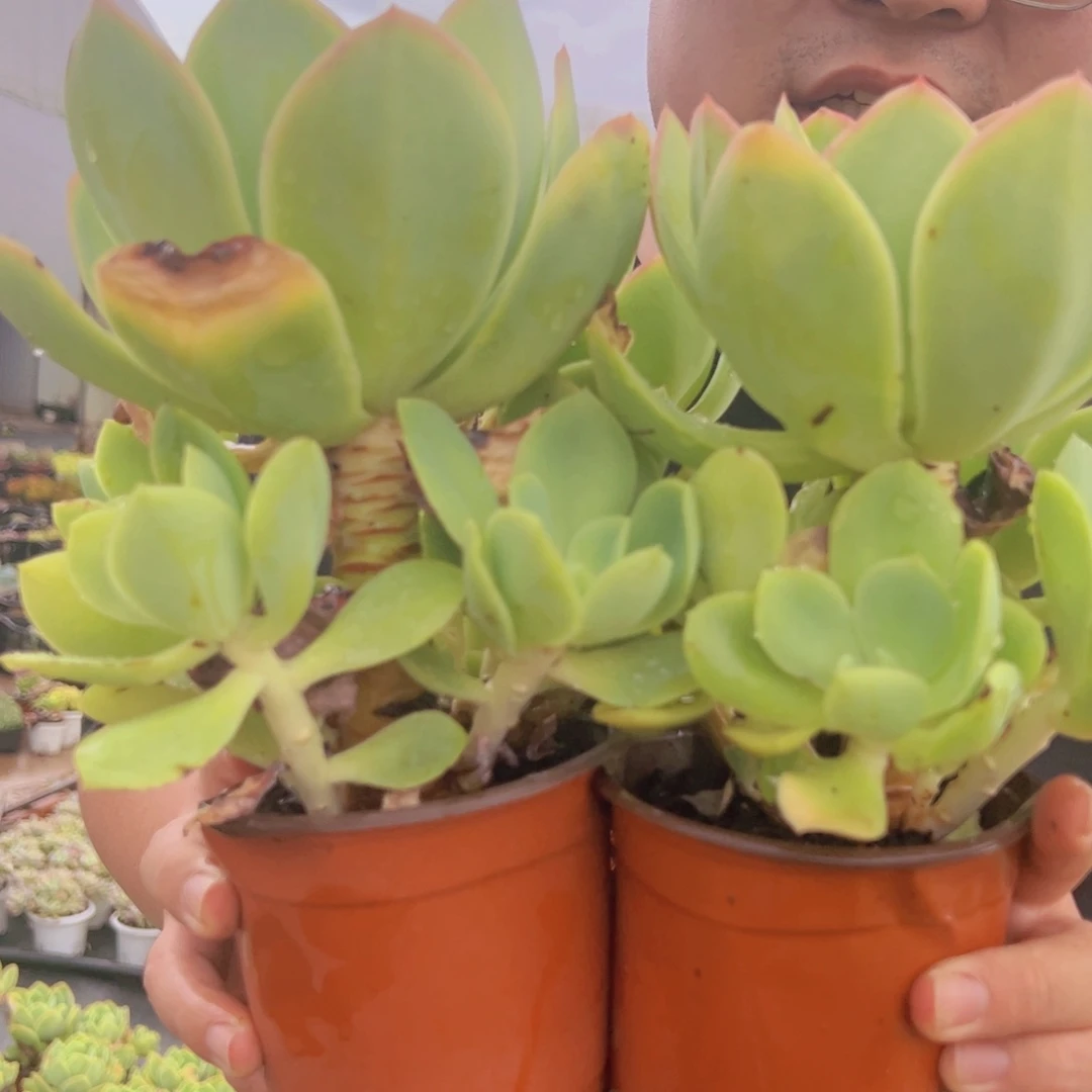 骑兵碧桃大单头两盆