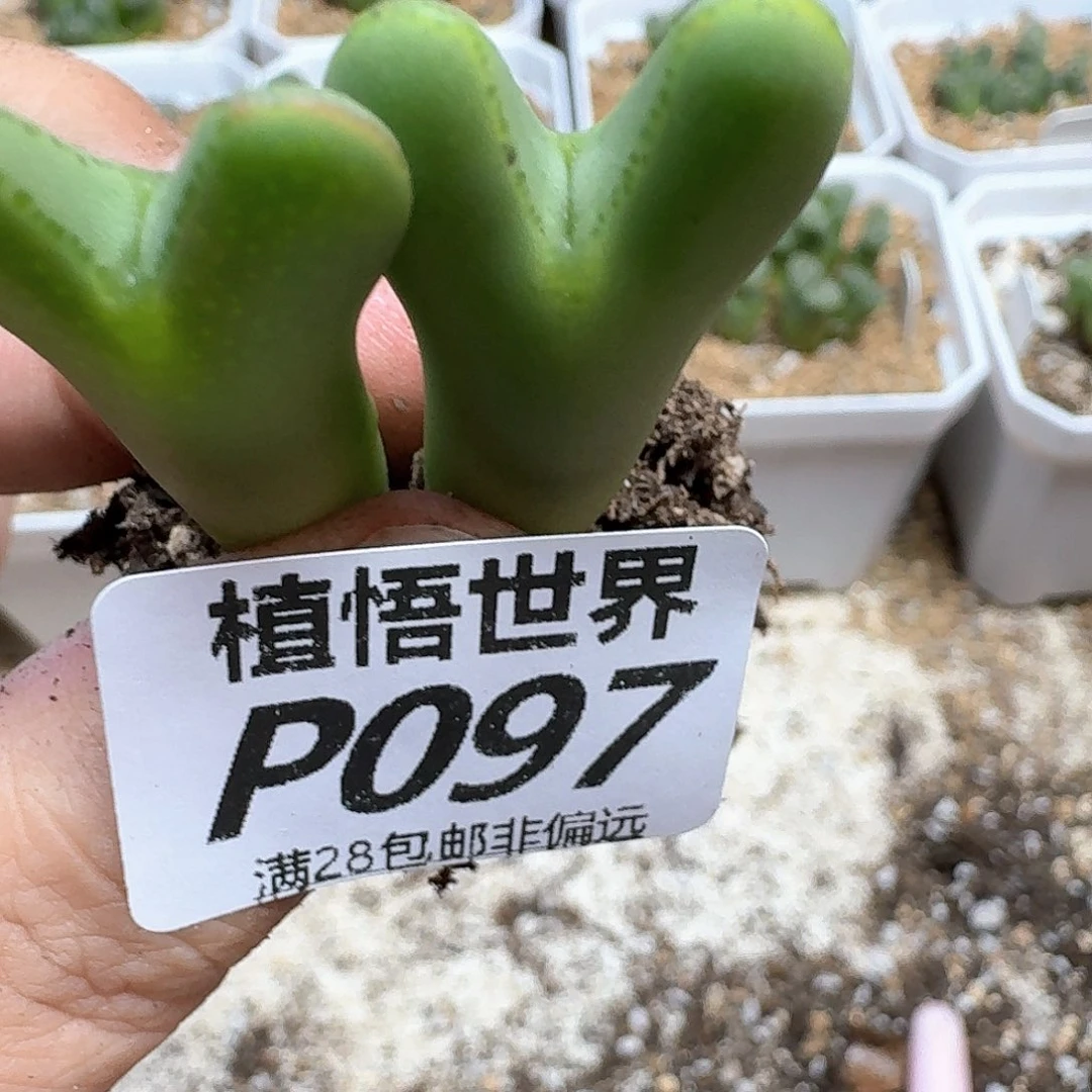 多肉植物的润泽风格