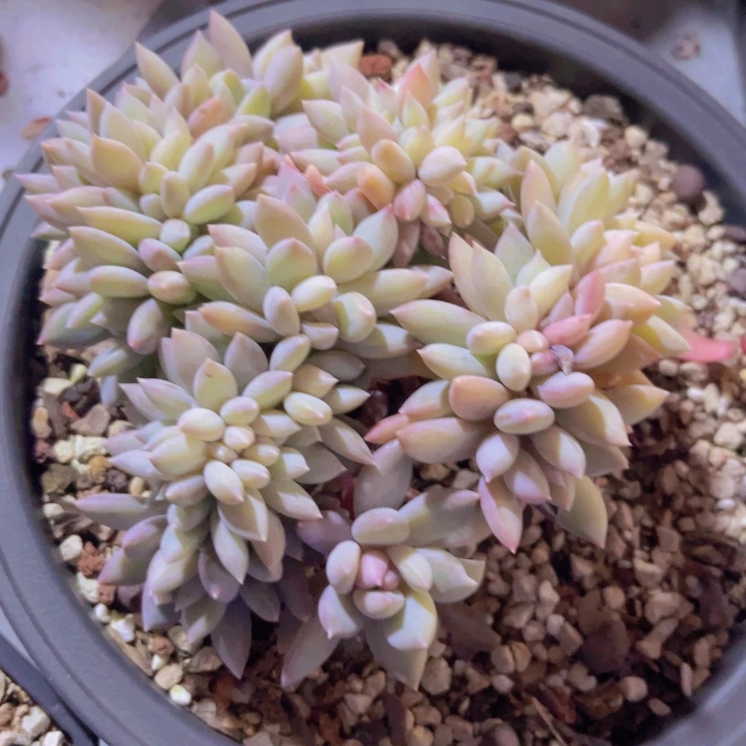 胖美人04198多肉植物