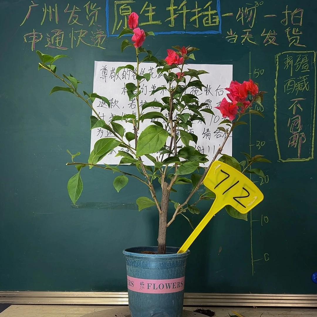 当前无花栽培后可以开花火焰 712