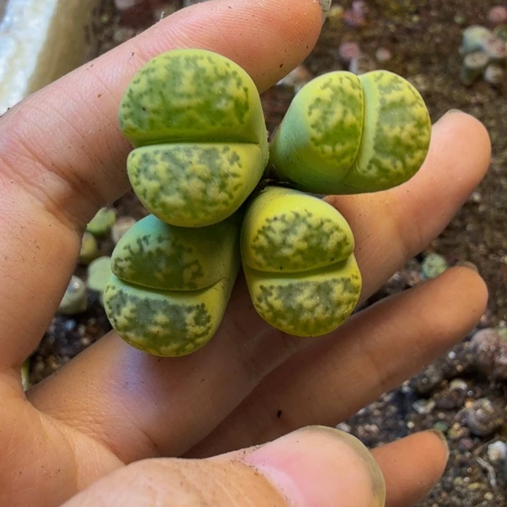 其***奥多肉葡萄的季节性KL