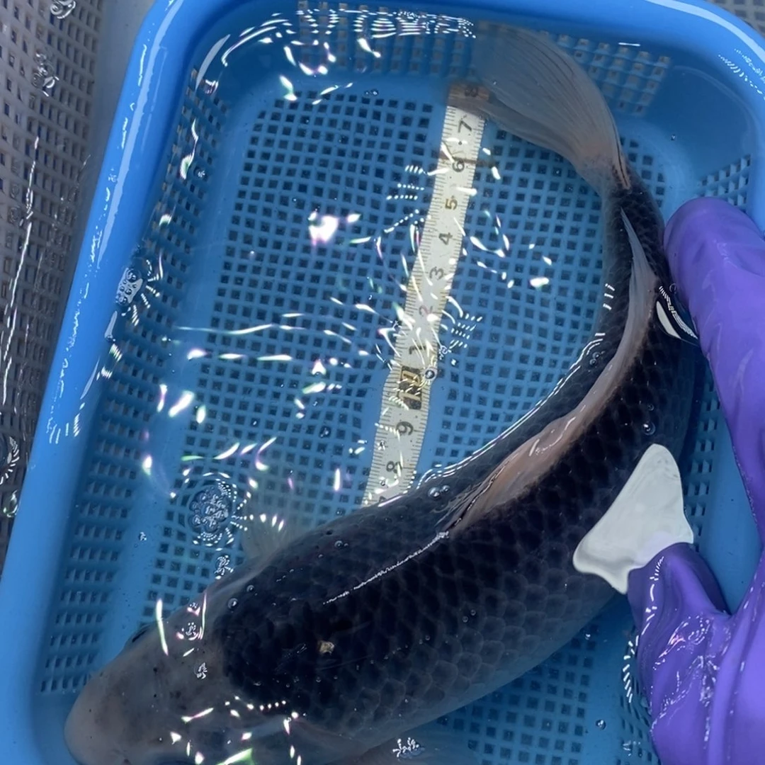 锦鲤冷水锦鲤包邮