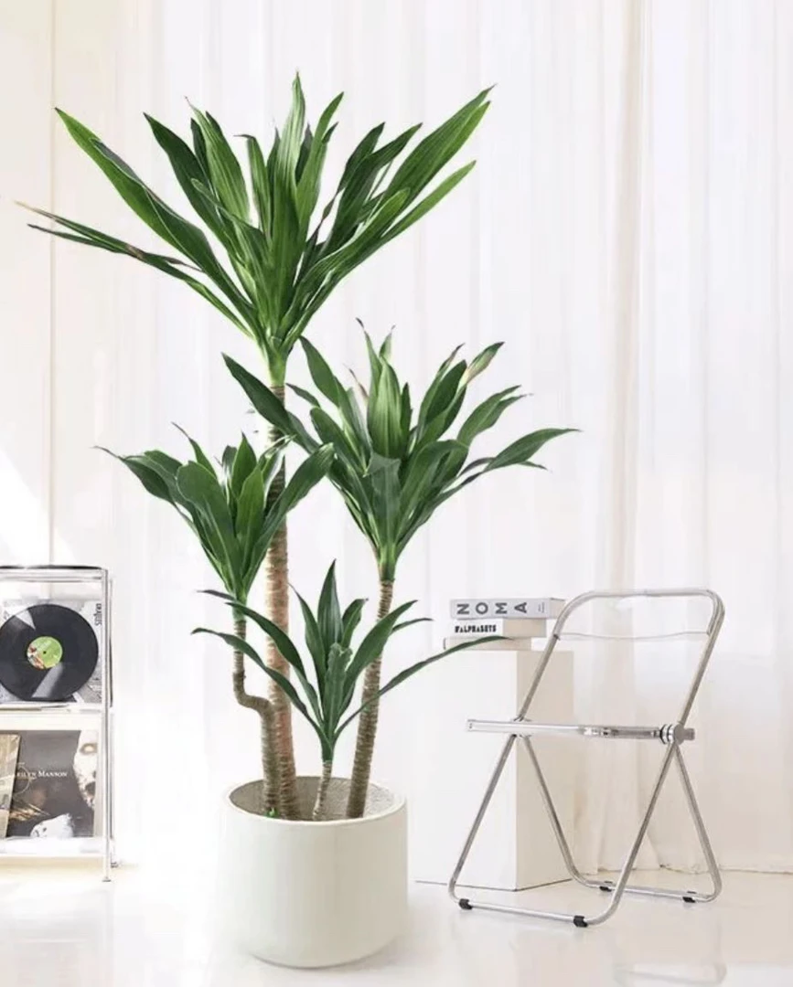 荷花铁美人铁盆栽花卉观叶吸甲醛植物净化空气室内耐阴大造型