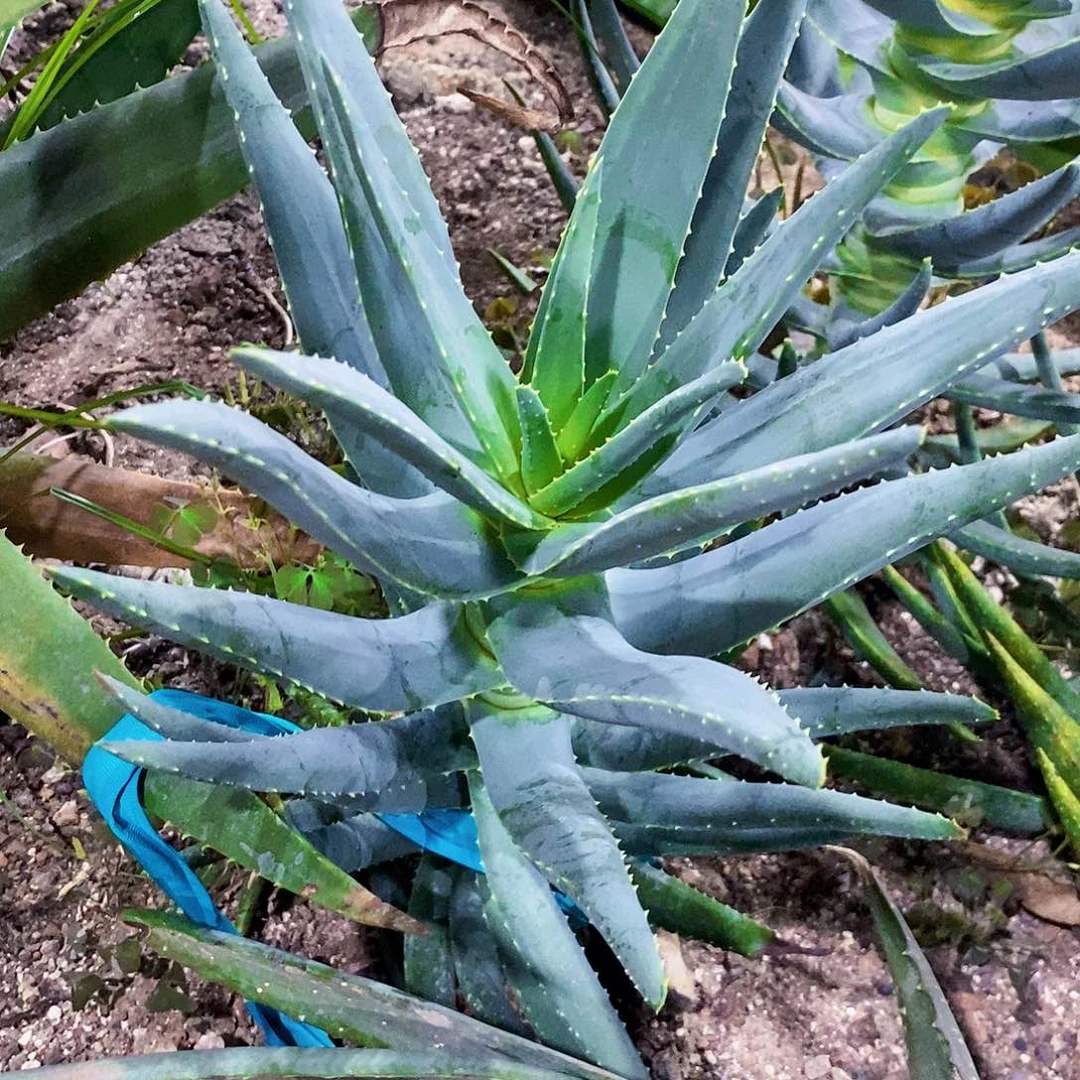 无花朵2齐芦荟高30公分左右