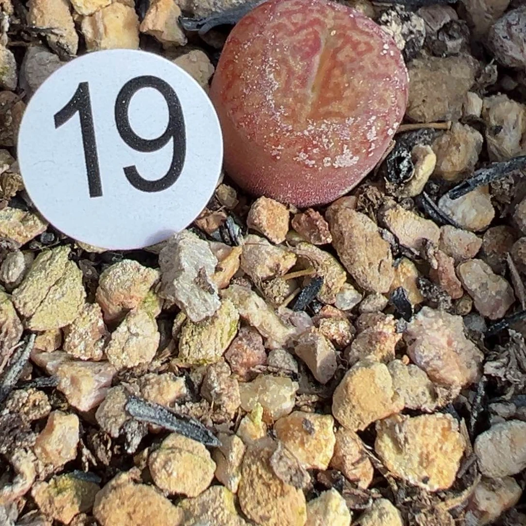 多肉植物11111111111111