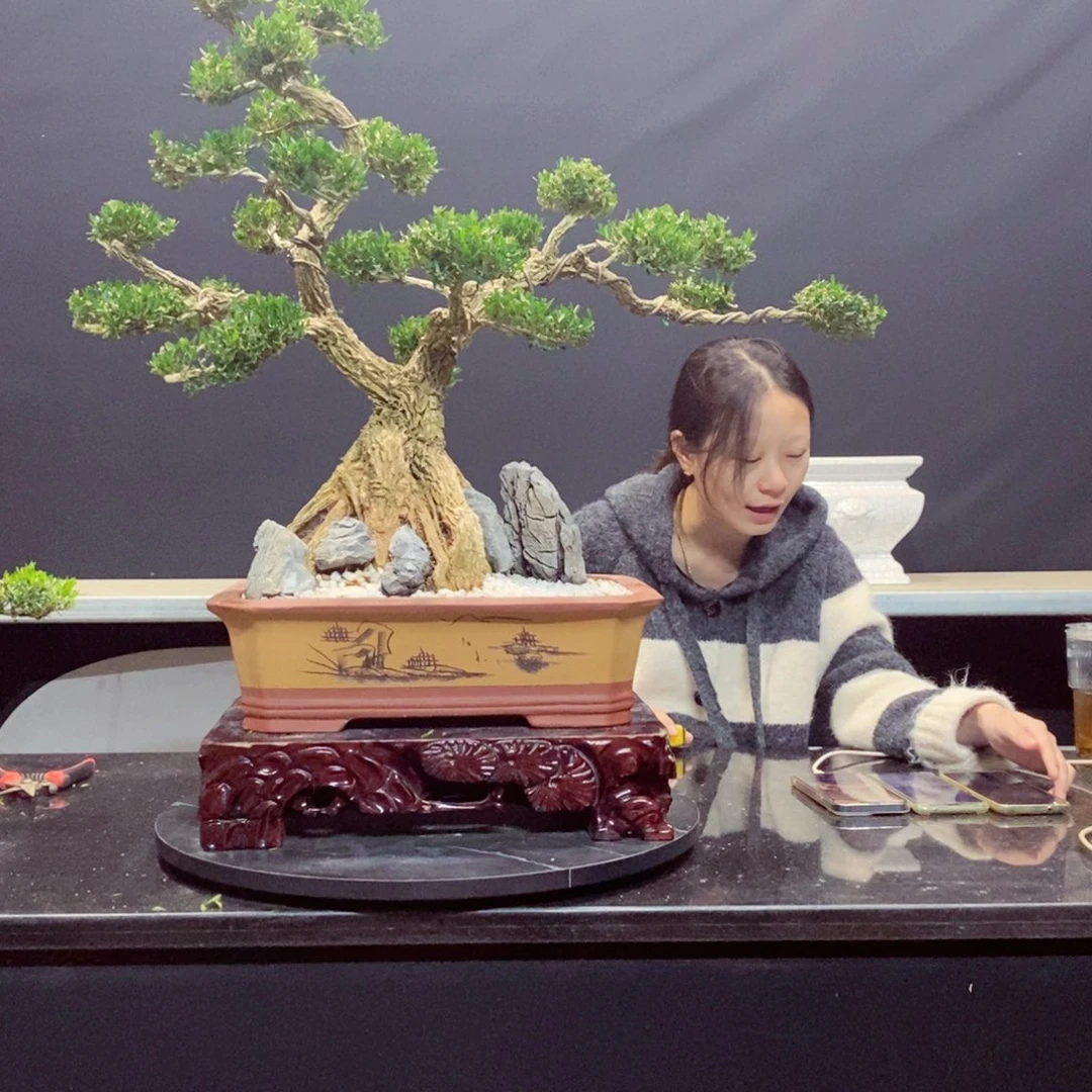 无花朵黄杨盆景园林