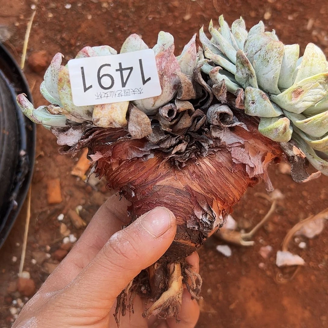 仙*阿金尼仙女杯多肉处理