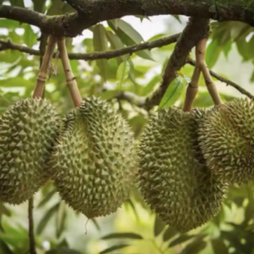 正品嫁接榴莲树苗金枕猫山榴莲树苗带土带叶顺丰包邮榴莲树苗