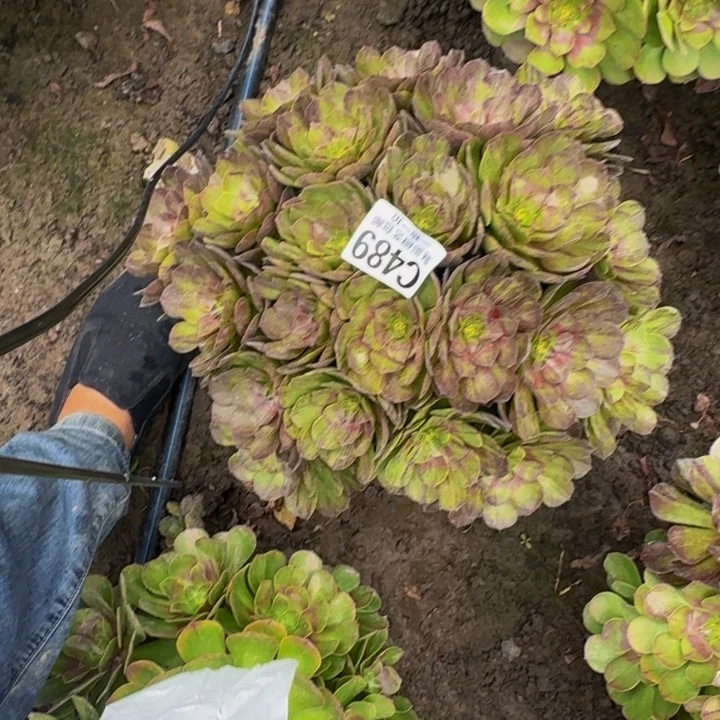 默然花30-7包邮花花
