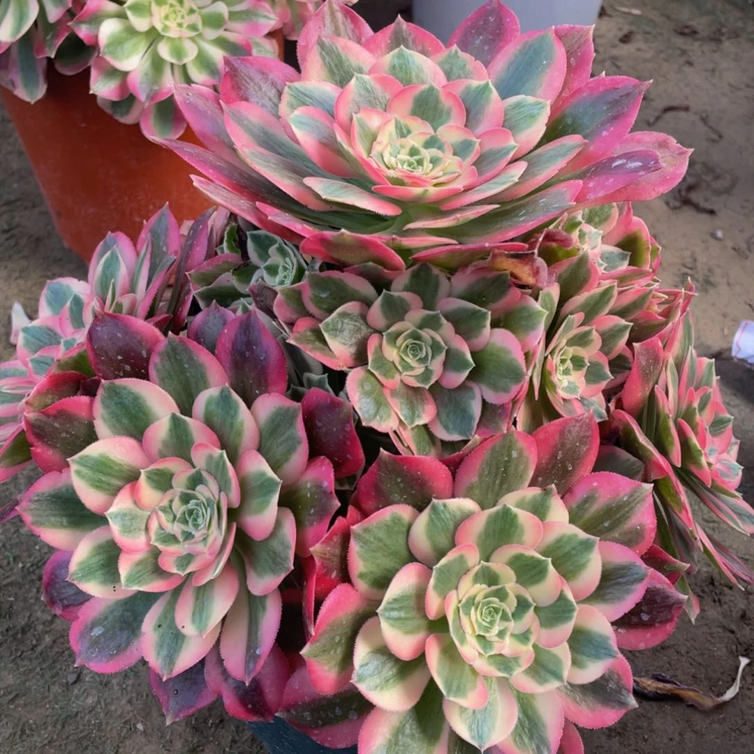 184粉女郎精品法师多肉