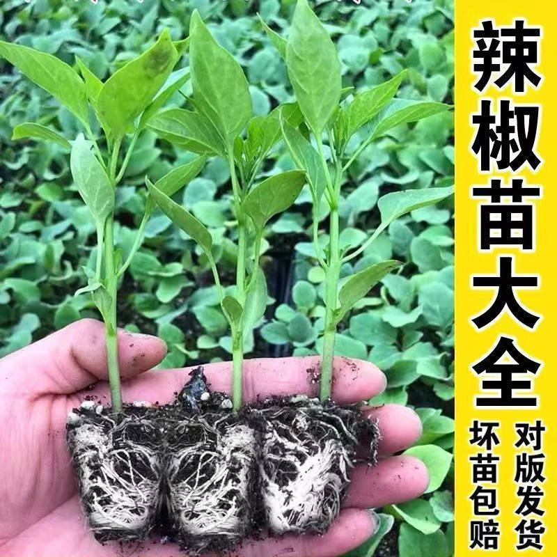 辣椒苗茄子苗西红柿苗四季阳台高产