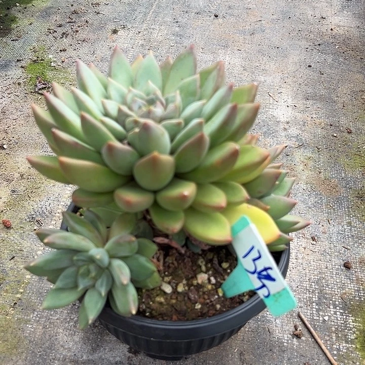 13红象牙带盆一个多肉