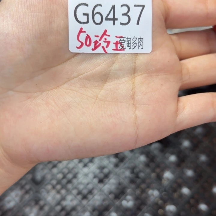 余****6437 生石花和肉锥