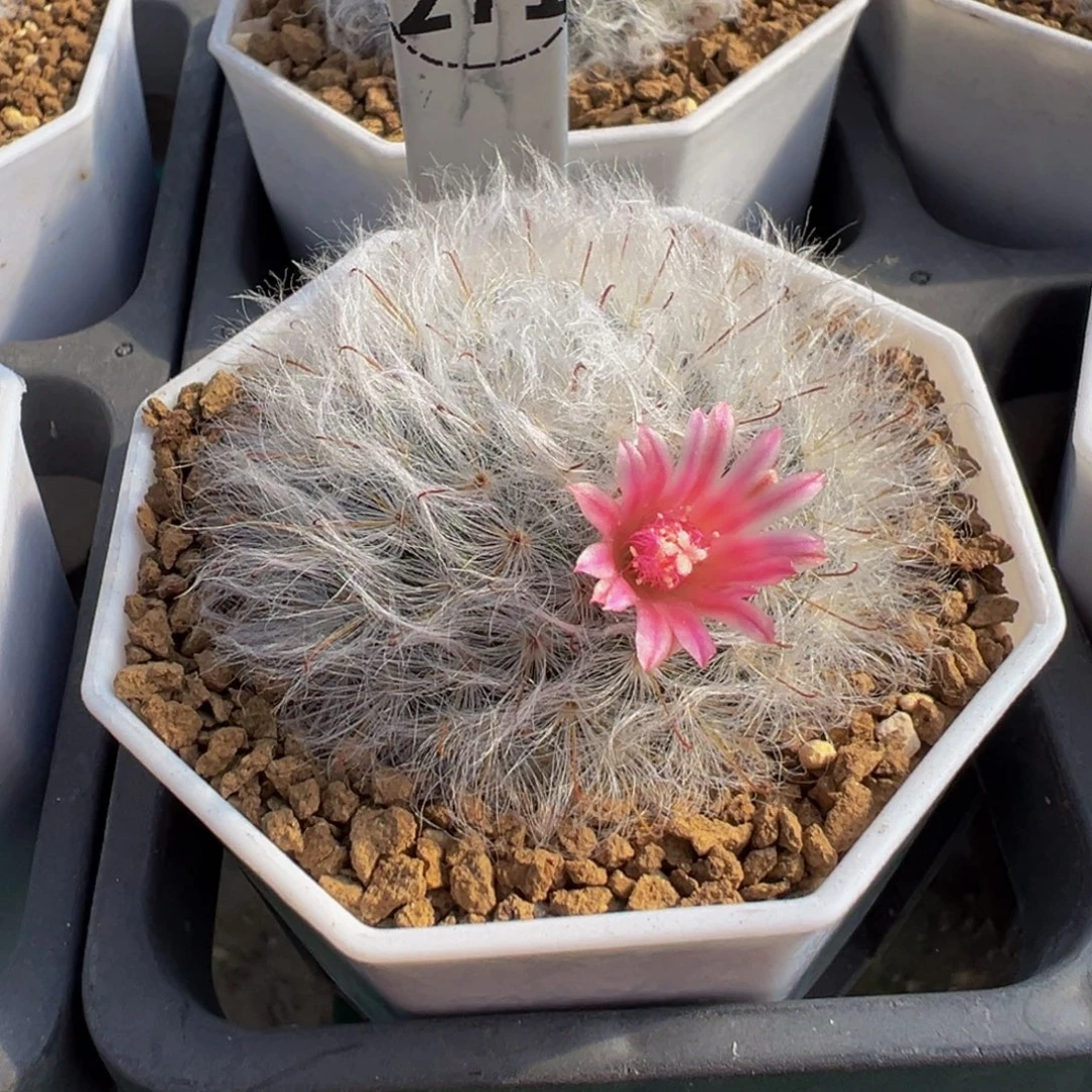 271实生根白云高砂多肉植物带盆土