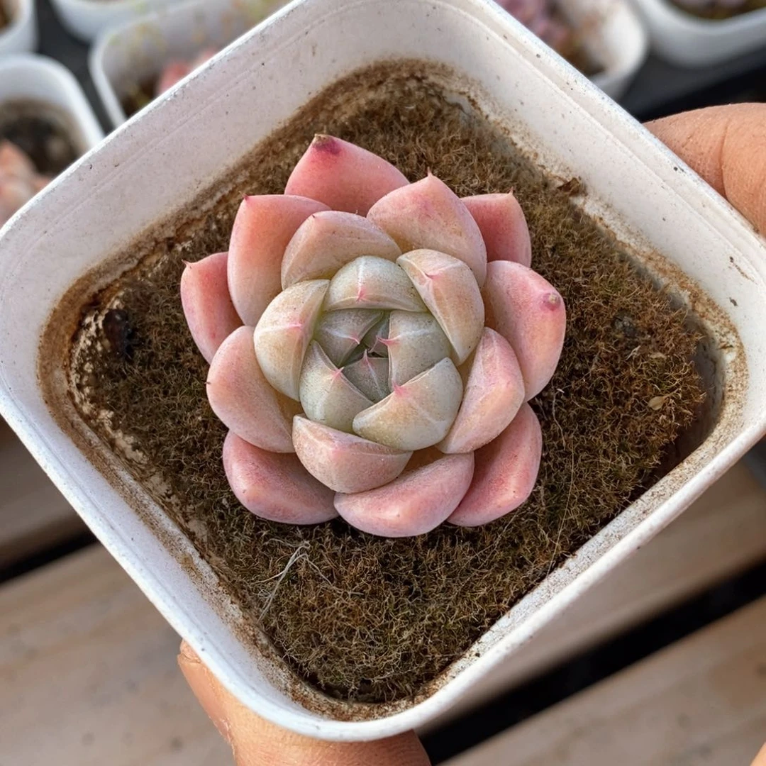 精品多多肉一物一拍不包整27