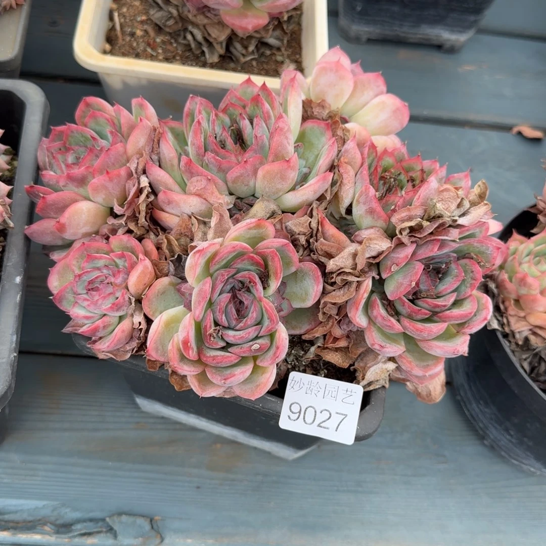 陌***开9027杂交多肉植物基地