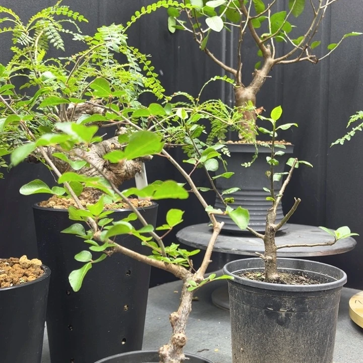 奥比克橄榄一物一拍