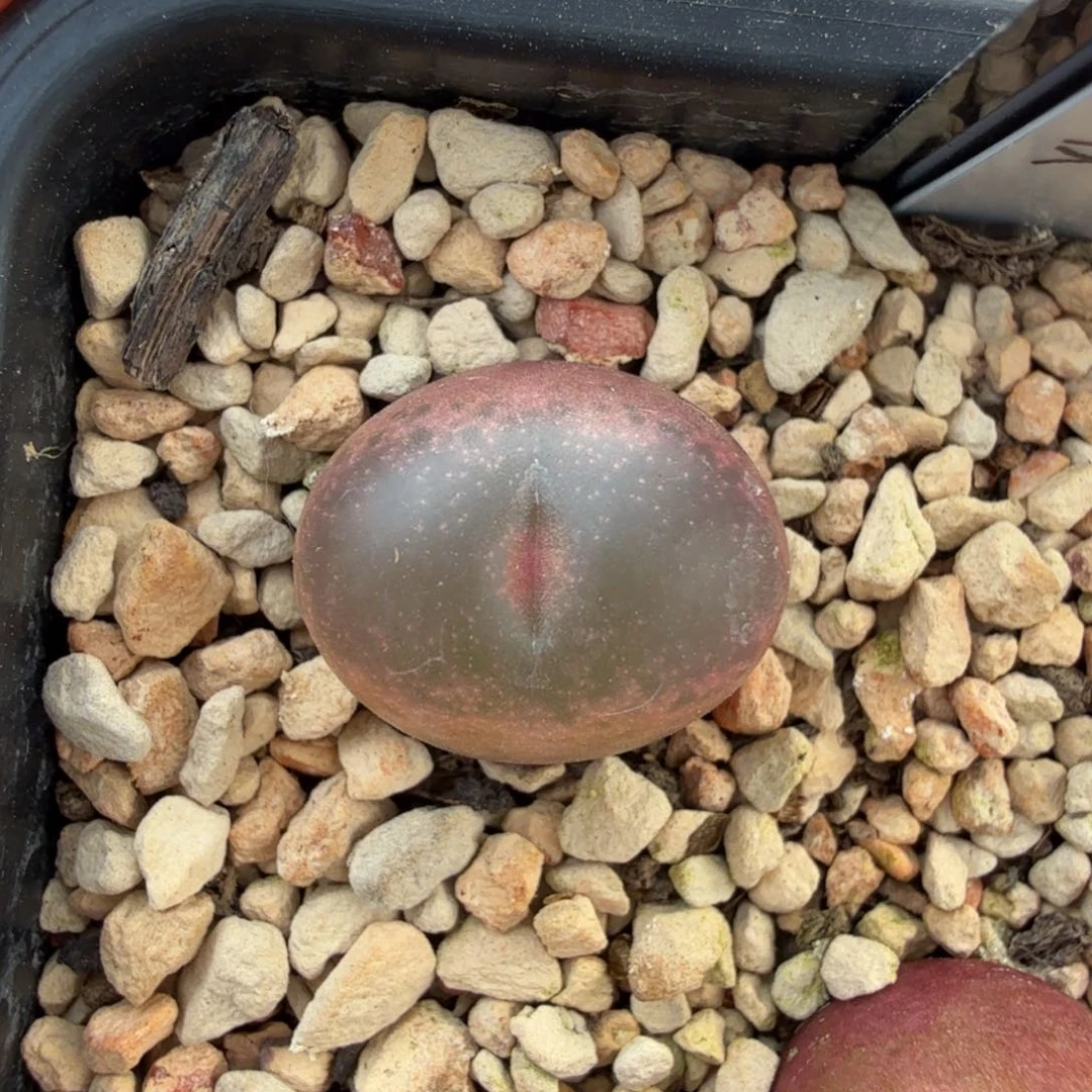 吕氏SP 12-1-L34。