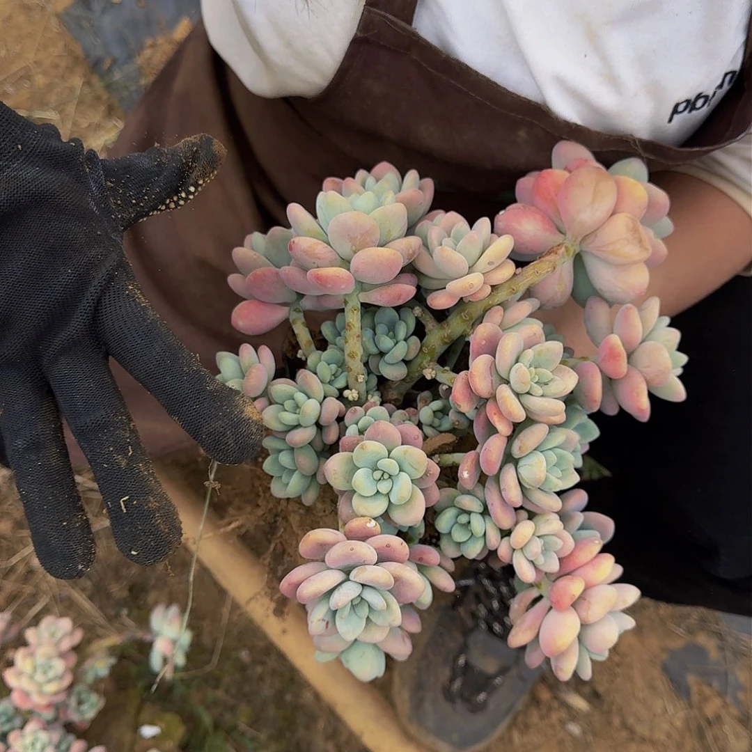 红落神 一颗 不包损