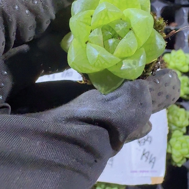精品草玉露两颗一组