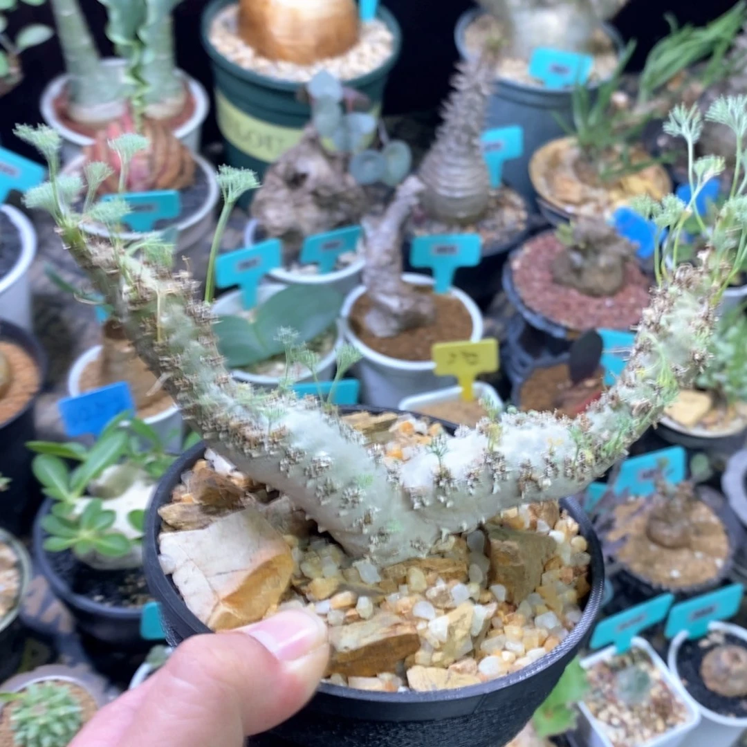 白皮越界多肉植物