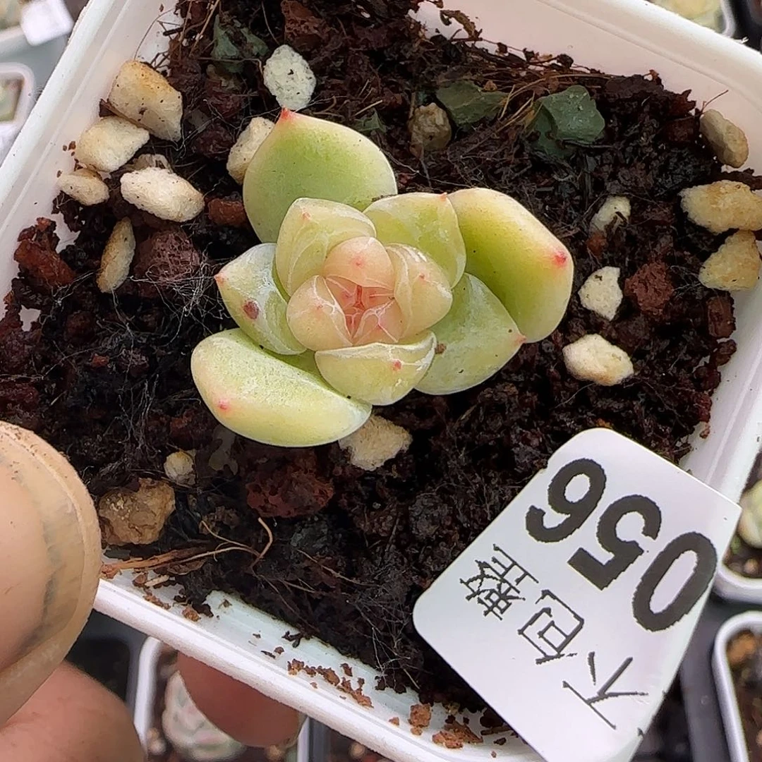 小卡拉米糖心一物一拍9-56