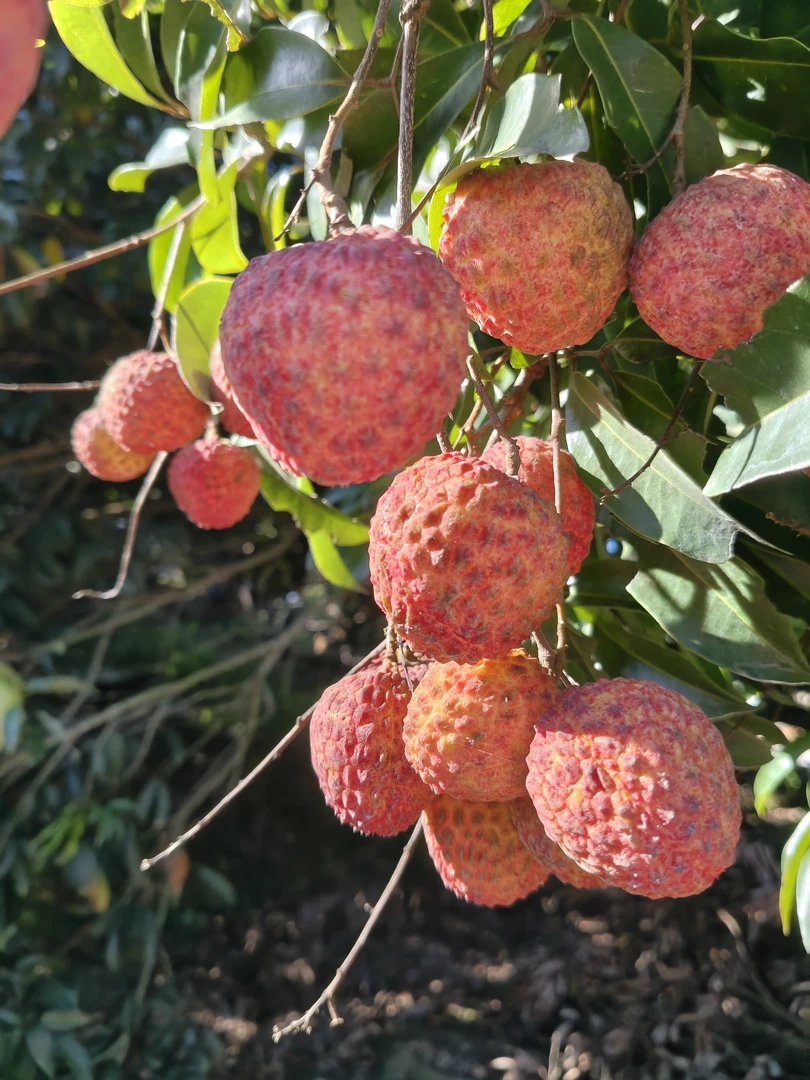 正宗糯米糍荔枝荔枝新鲜现摘现发多汁水果【新疆西藏内蒙不接单