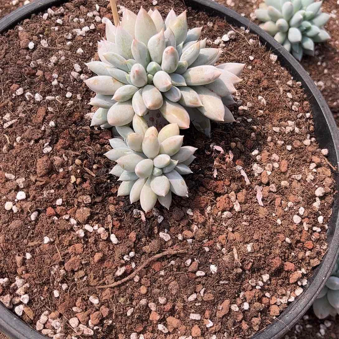 方*寄养链接的肉肉的