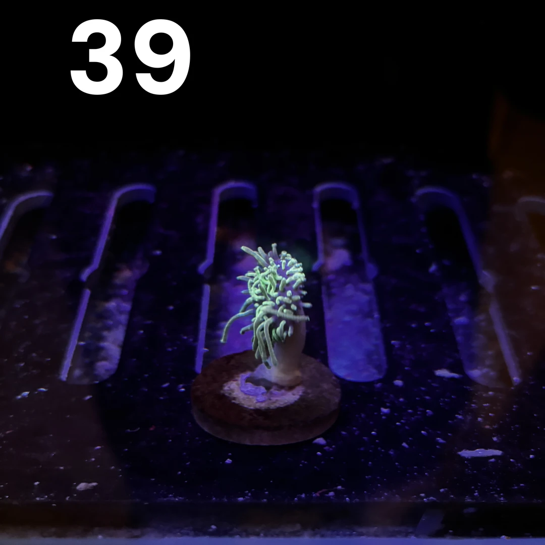 A39号荧光笔皮革【所见所得 一物一拍】