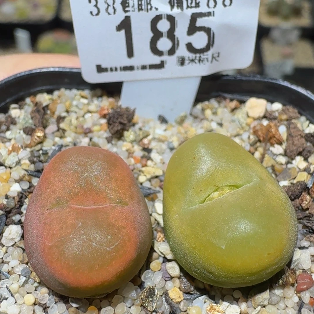 Ssss精品生石花185