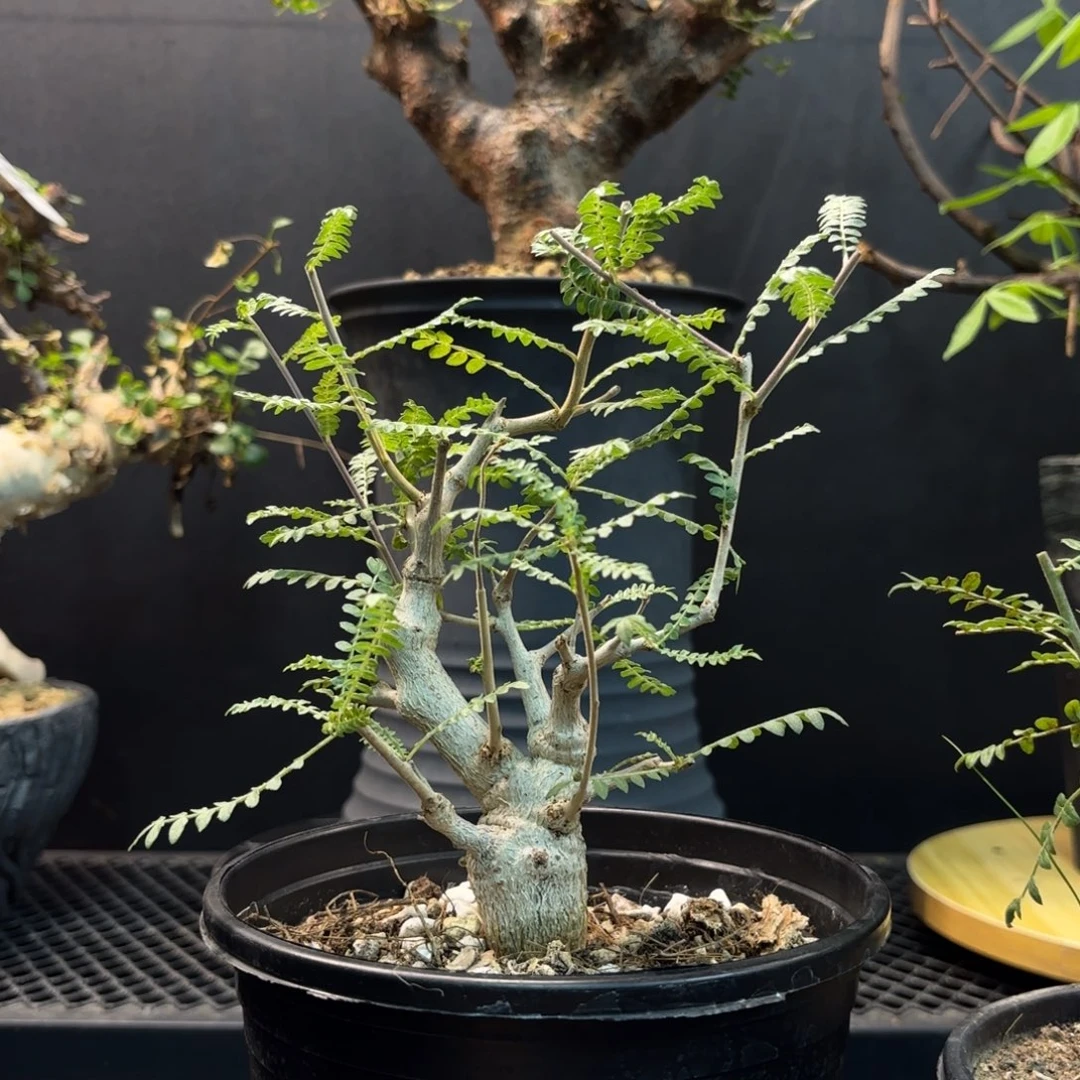 尼勒达乳香带盆发货