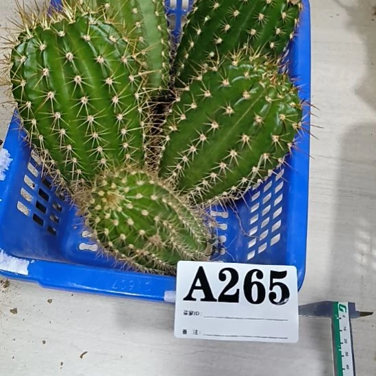 当前无花栽培后可以开花a265