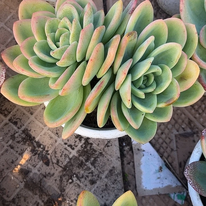 弥***资柠檬茶双头，一物一拍