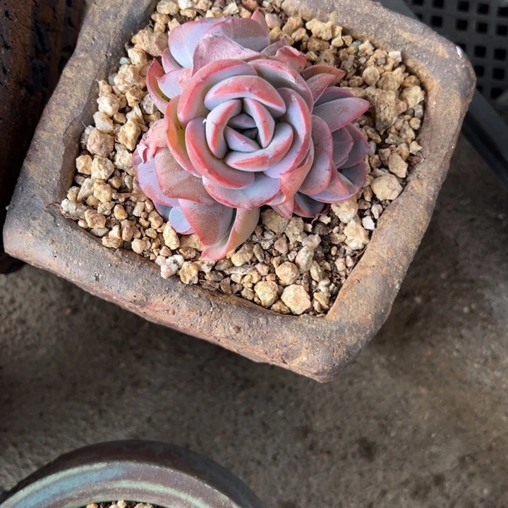 咚***萄21-8布鲁蓝4头小鹿